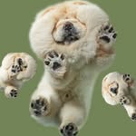 เรื่องของจั๋ง 🦁🐼🐶🐷