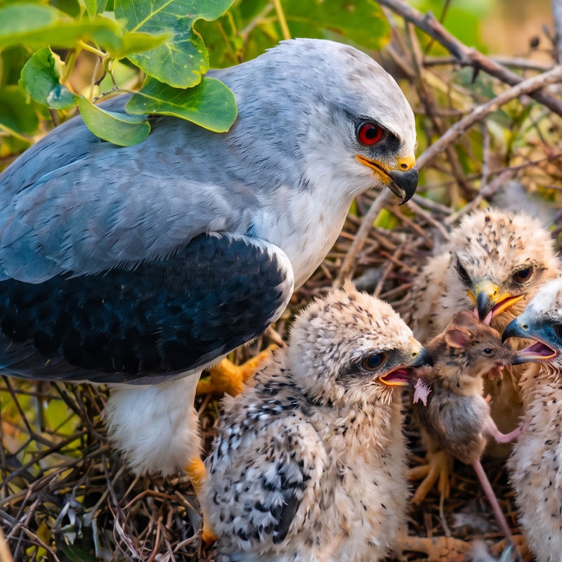 birds & baby