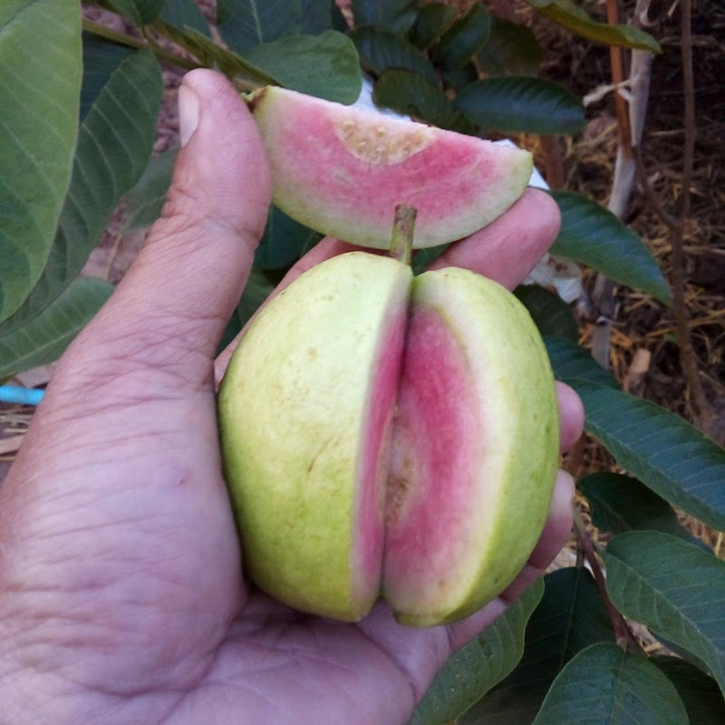 เกษตร วันหยุด