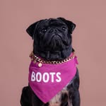 Boots “BD” the Pug
