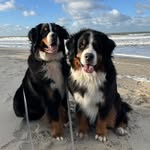 Knut & lill bro Ollie 🧡🤎🖤