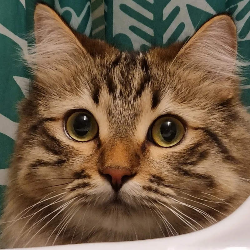 Moony, Apartment Cat Life