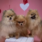 𝓘𝓬𝓮 𝓕𝓻𝓮𝓼𝓱, 𝓑𝓾𝓶𝓫𝓵𝓮𝓫𝓮𝓮 𝓪𝓷𝓭 𝓓𝓪𝓷𝓭𝓮𝓵𝓲𝓸𝓷