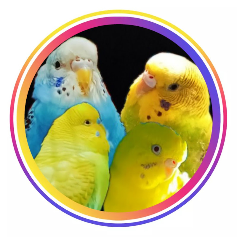 Budgie Nation