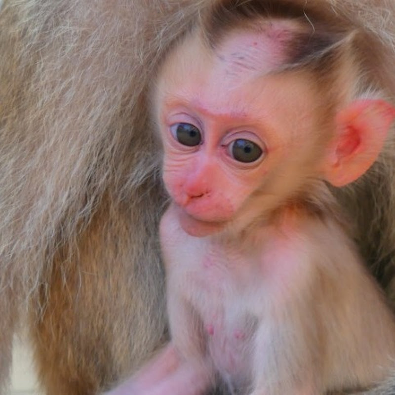 Monkey daily style TV