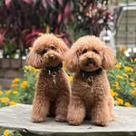 Carlota & Martina the Poodles