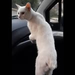 Conejo el Gato