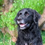 Arlo | Coltriever 🖤🤍