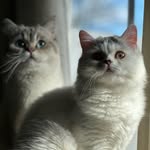 snowy_daisy_kittens