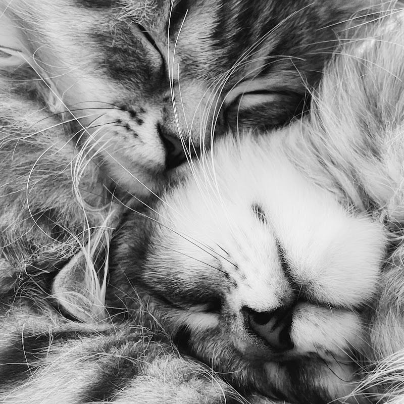 My Siberian Boys
