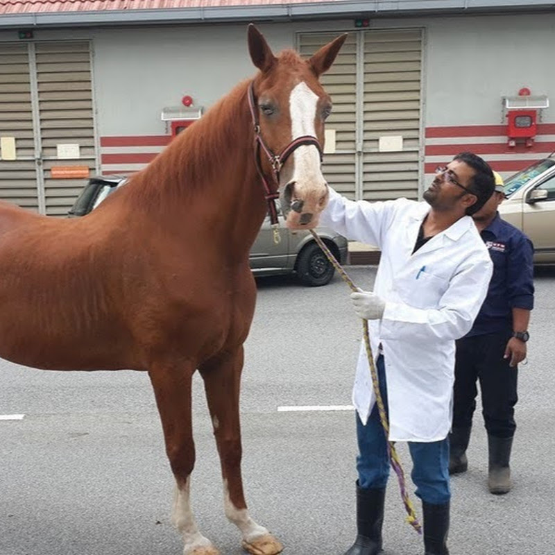 SaddamVet Surgery 
