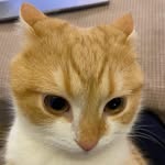 Daily Pet Tips