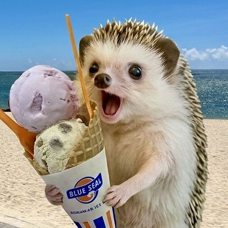 Hedgie 刺蝟探險組