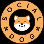 Social dog