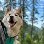 Damon Salvatore 🧛| The Siberian Husky🧿