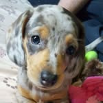 Dachshunds Are Awesome