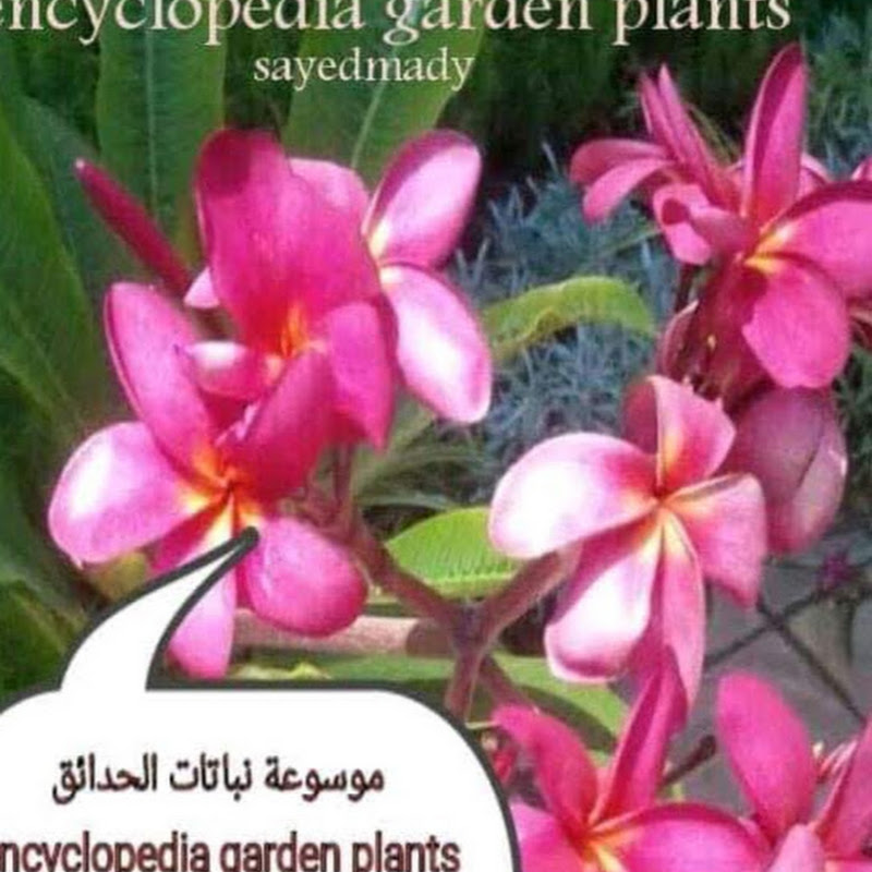 PLANTS نباتات