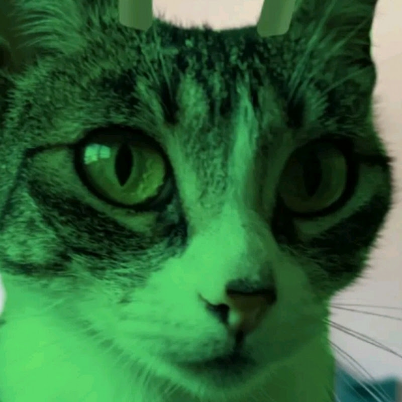 GreenCat :]