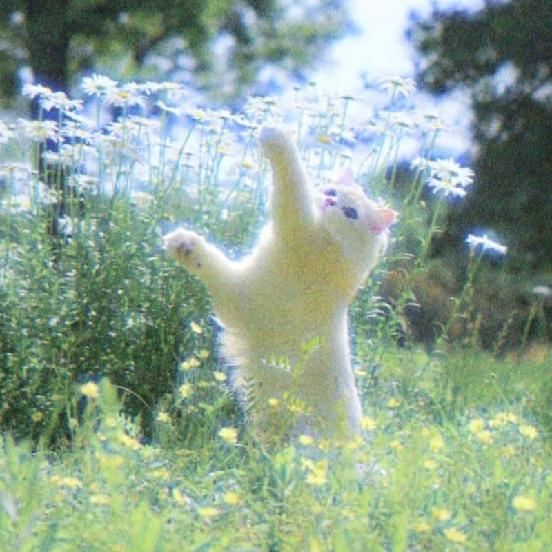 ピアノの朝の雰囲気 
