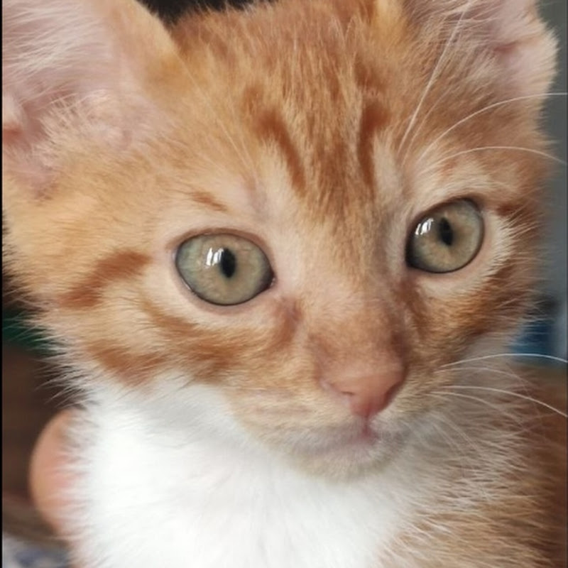 ZebelCat 