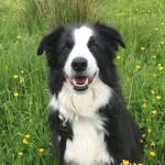 Bordercollie