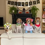 Bessie, Bumble, Blossom & Bueller