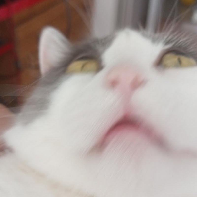 MrMegaXD