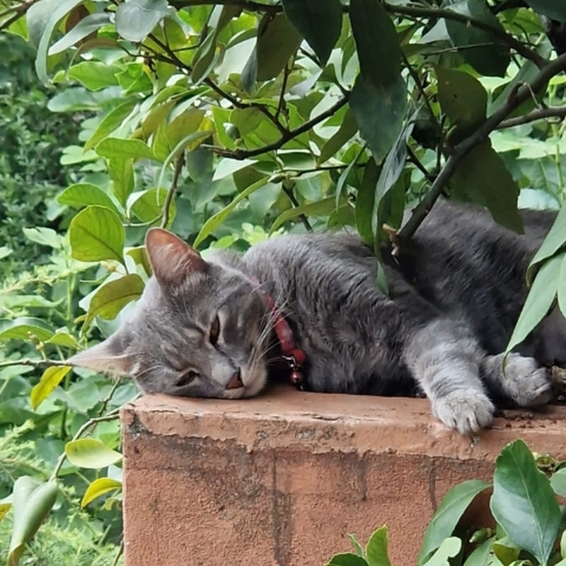 @Luis&Lino #cat #viral #video #short #shorts #fun