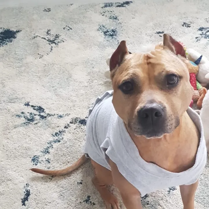 Kira the staffy and Aly
