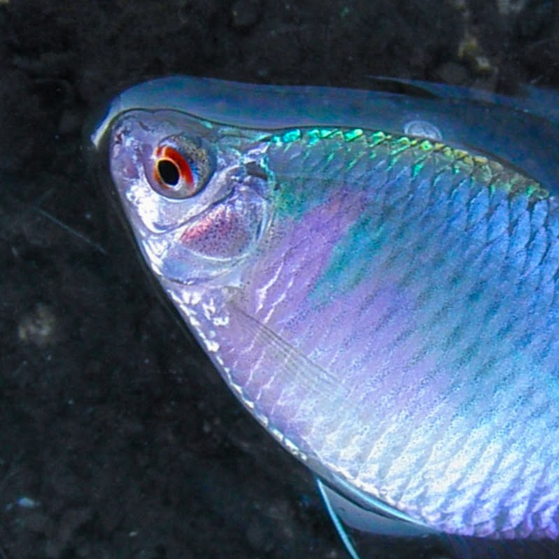 Traditional fishing japan