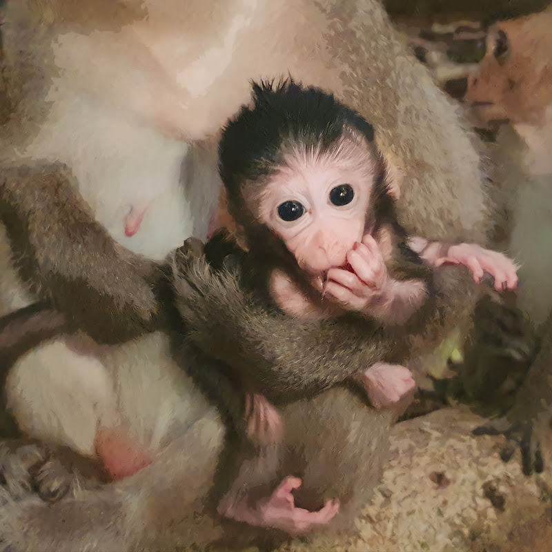 Monkeylover