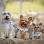 🌸 𝑻𝒂𝒎𝒂𝒓𝒊𝒕𝒂 🌸 𝑳𝒂𝒔𝒉𝒚 🌸 𝑻𝒊𝒂𝒏𝒂