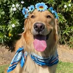 Soy Nala Soy Golden