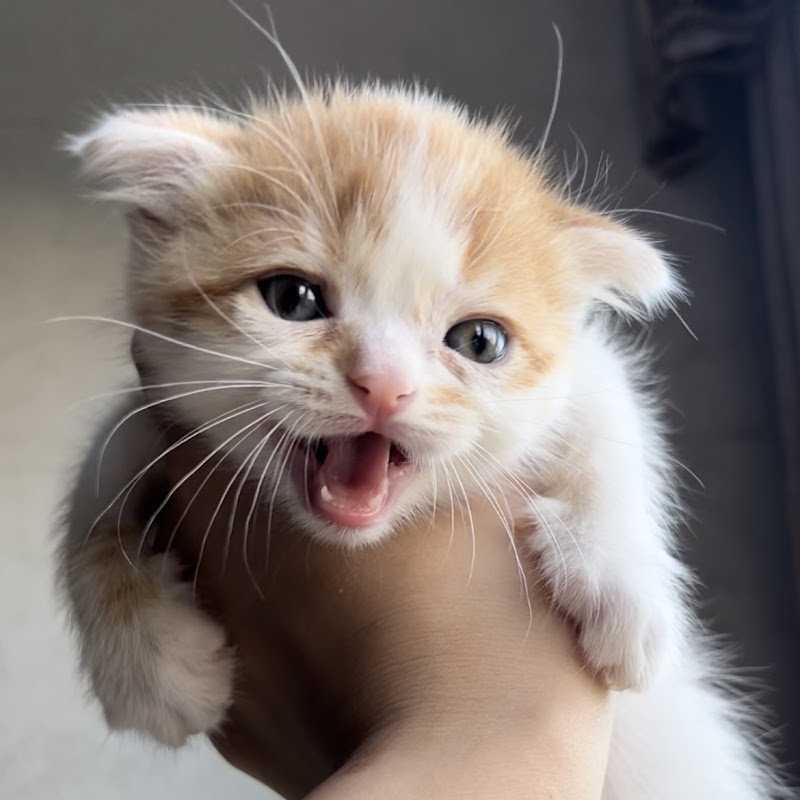 Lulu is always a kitten