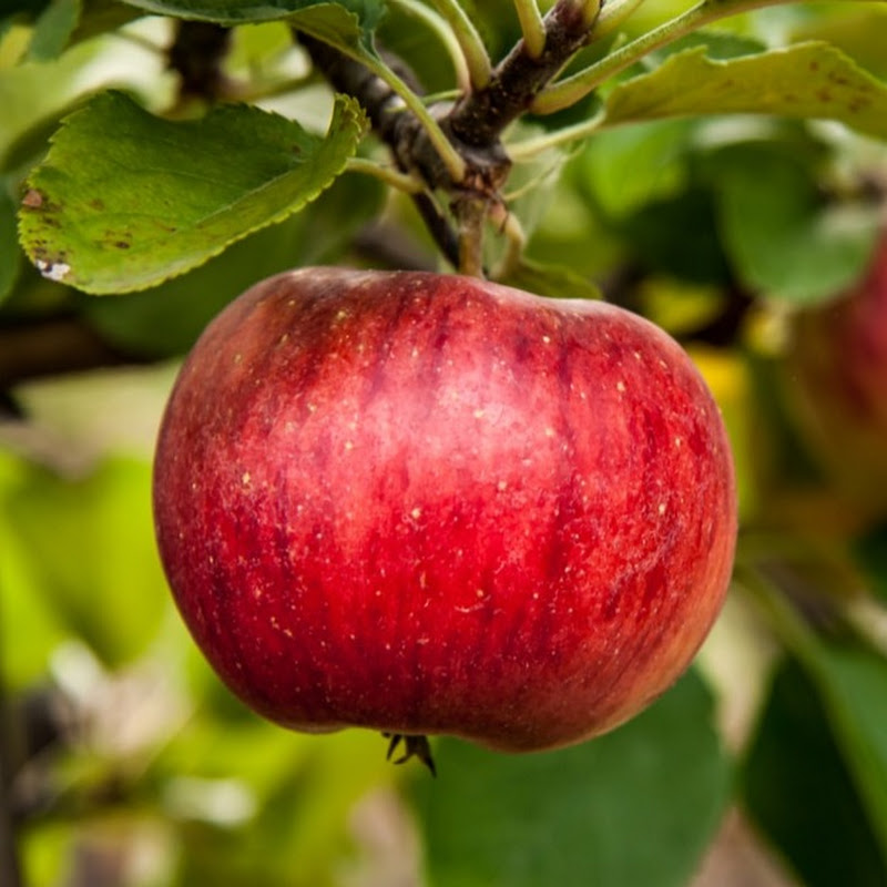 Tobii Fruits