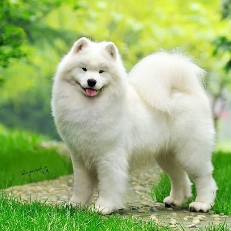 All about Animals 