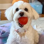 Louie Pooch