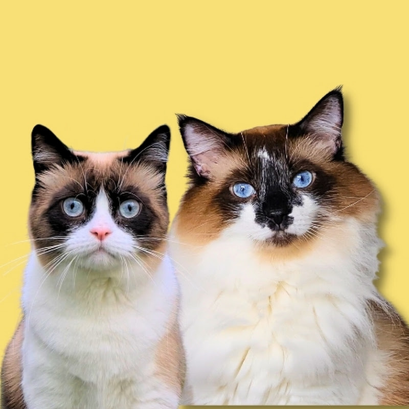  8Paws Music | Misha and Gatito