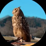 Appleowls