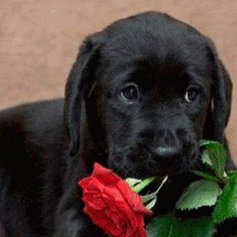 Straydogsarecute