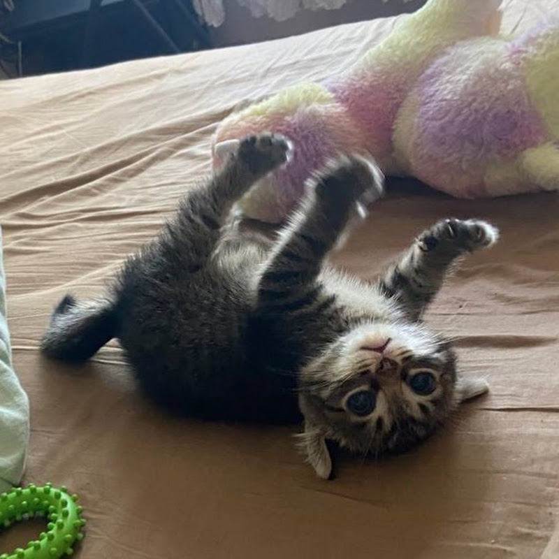Purrfect Kitty Facts by Sophie