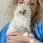 Mozart - Neva Masquerade🇳🇴