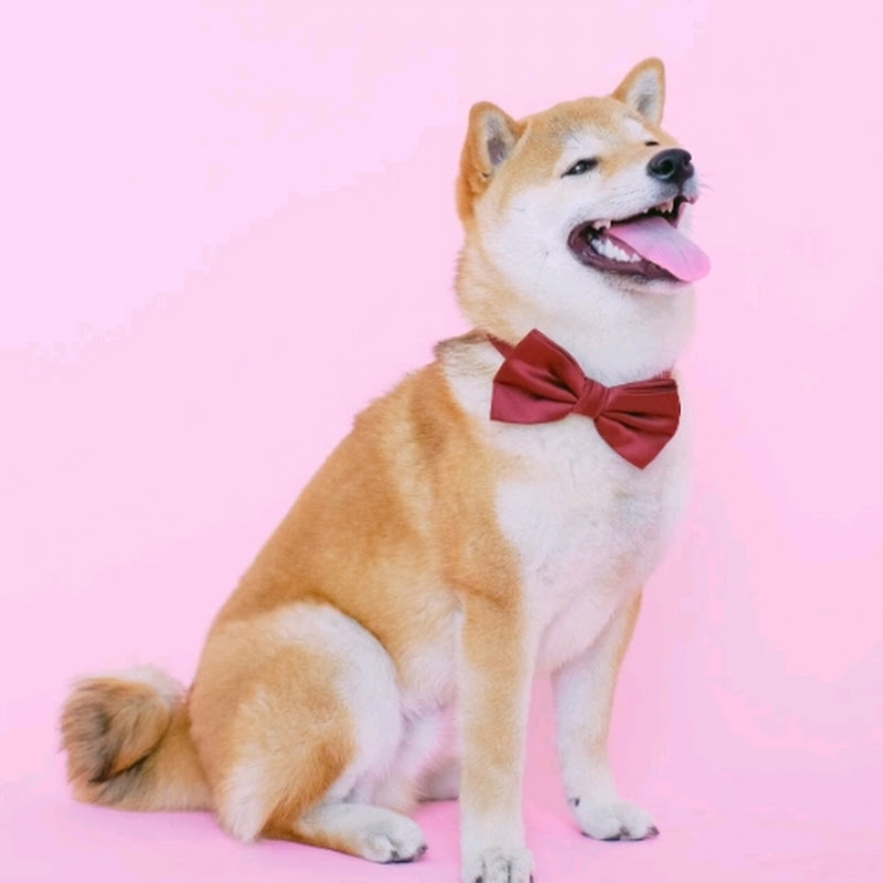 The Pawsitive Press