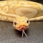 Monty the Python