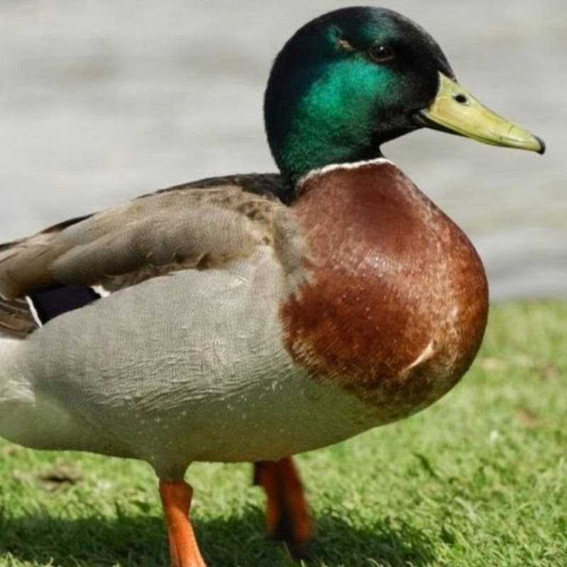 Ducky Bhai Shorts