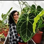 Angela Rapisarda/Casa Botanica