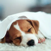 cutepet464