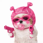 Shih Tzu Coco ❤️🎀❤️