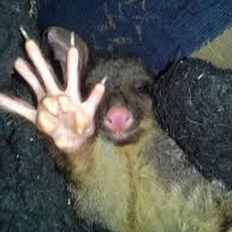 iPossum