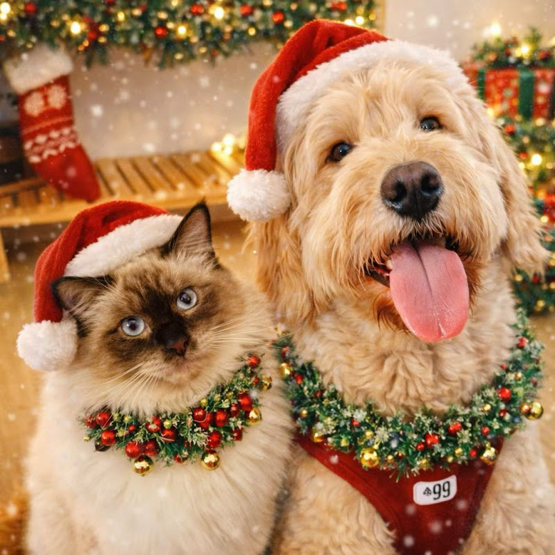 PawsFriends